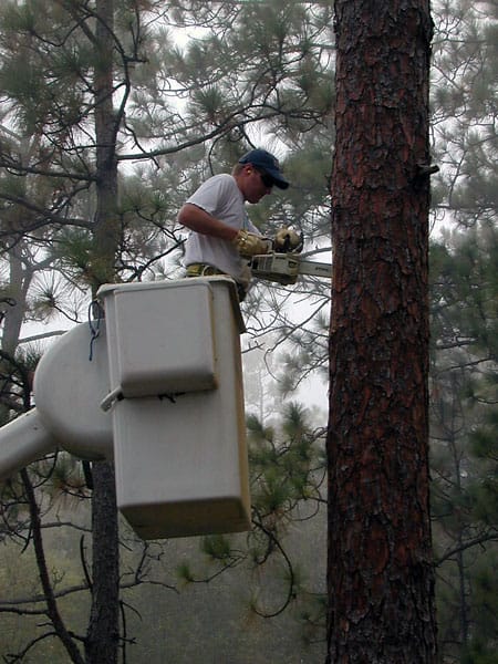 Biologist Greg Hagan prepares pine tree for artificial cavity insert.