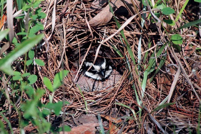 Male bobwhite on nest