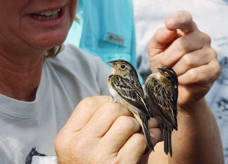 Florida Grasshoper Sparrows