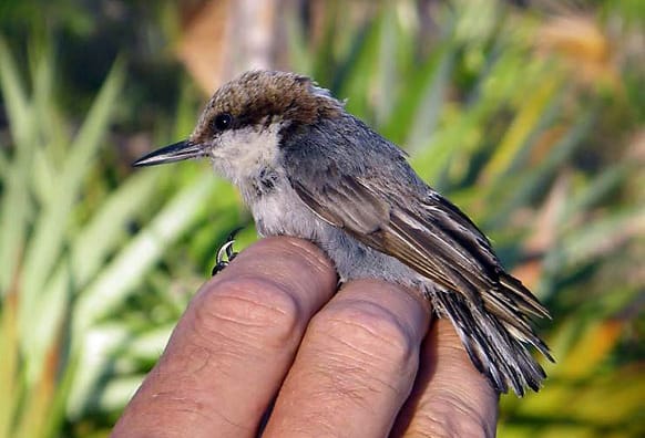 Bahamas nuthatch