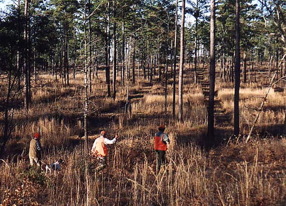 Quail hunt