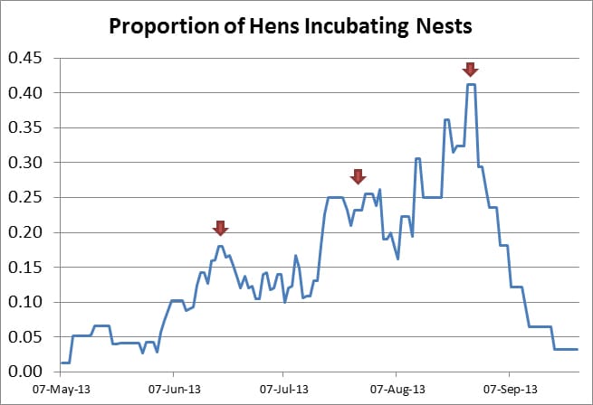 Proportion of Hens Incubating Nests