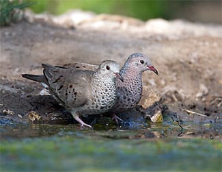 Common Ground Doves