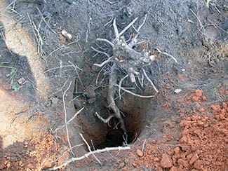 Sweet Gum Roots