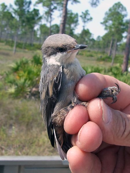 Young nuthatch