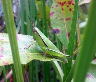 Grasshopper_Aptenopedes apalachee