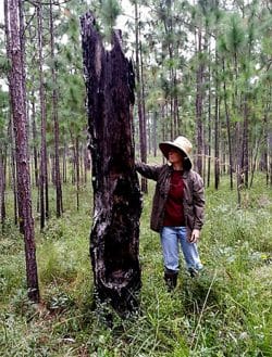 Jean Huffman at the Wade Tract by the kind of fire-scarred tree that can record multiple fires. 