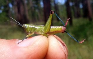 Grasshopper_Floritettix borealis