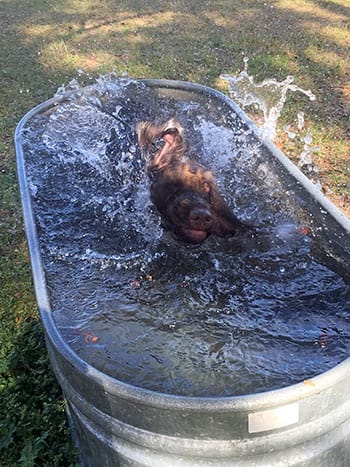 Beta cooling off after hunt