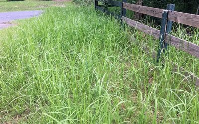 August is Cogongrass treatment time