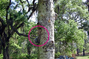Dead chickadee hanging from nuthatch nest