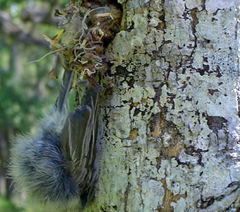 Dead chickadee close up