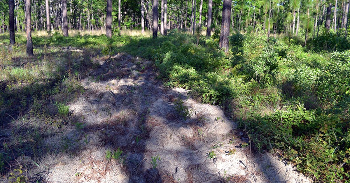 Disking effects on native groundcover plant species