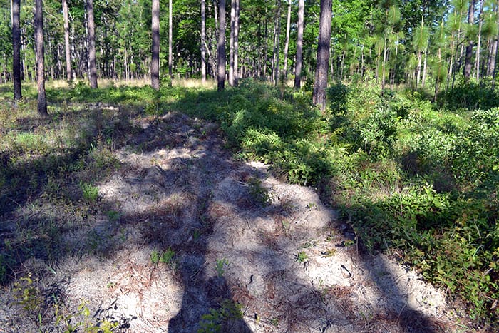 Disking in native groundcover