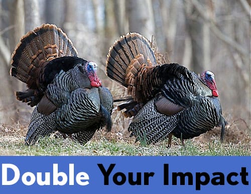 Turkey pair