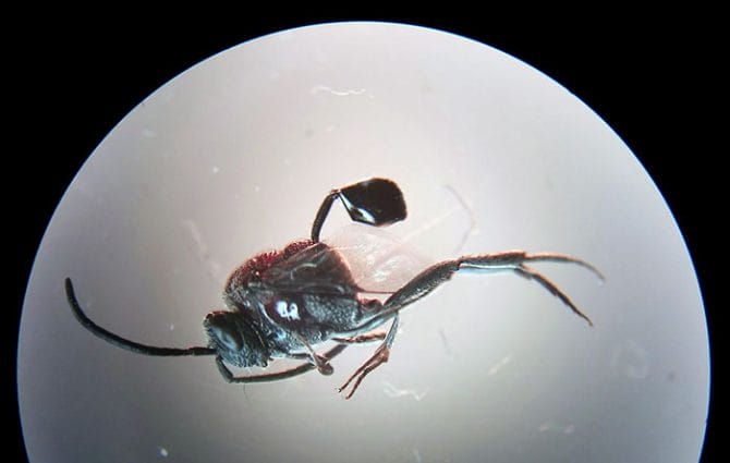 Ensign wasp