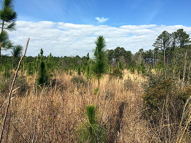 Longleaf pine-grassland