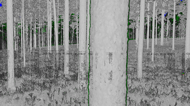 Forest scan