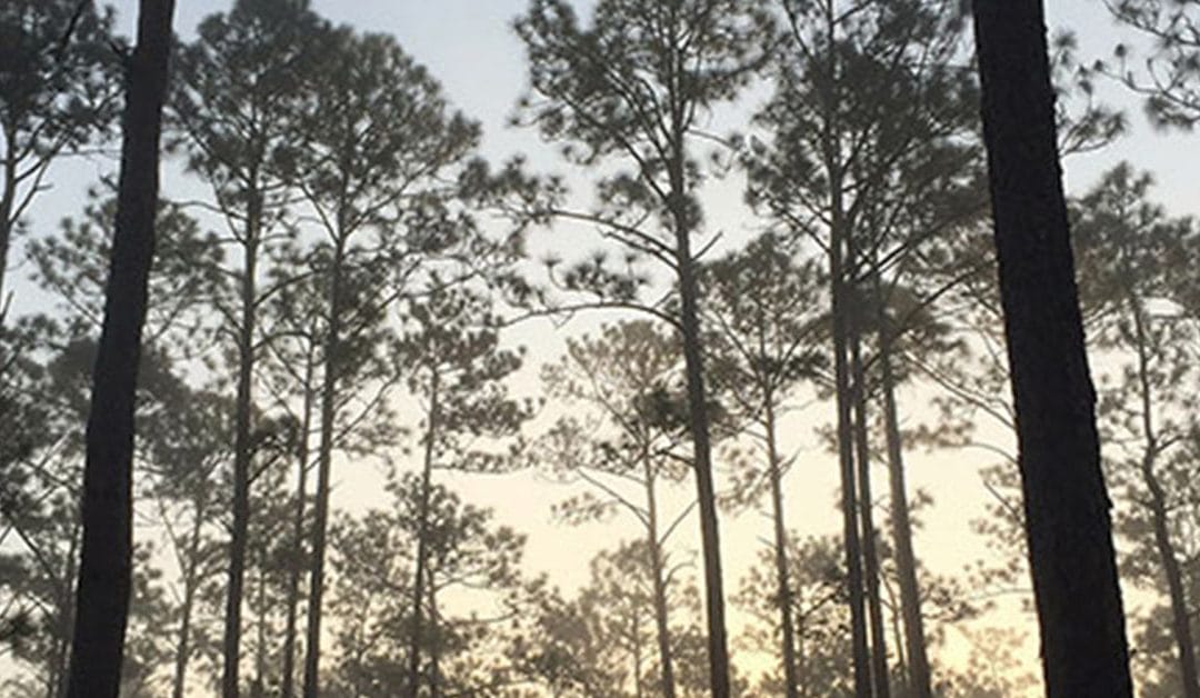 Your Support Needed for Conservation Easement Funding in Florida