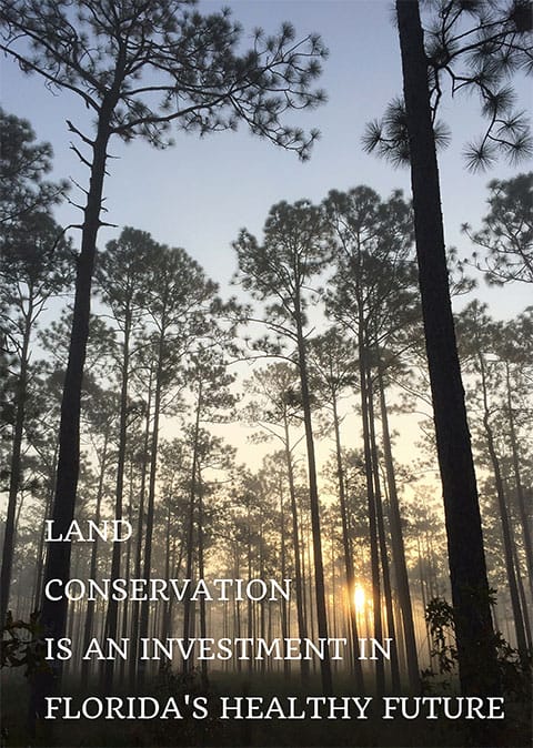 Longleaf pine forest at sunrise