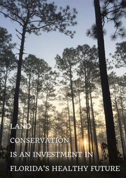 Longleaf pine forest at sunrise