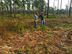 Thinning at Little Hobcaw