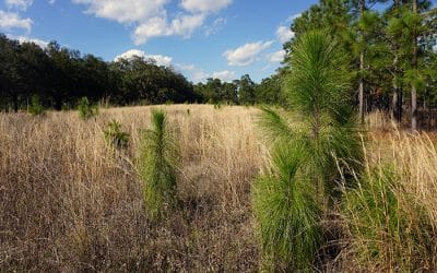 Tall Timbers accepting applications for conservation practices cost share