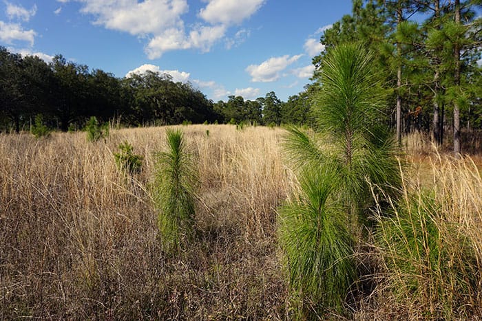 Planted longleaf pines
