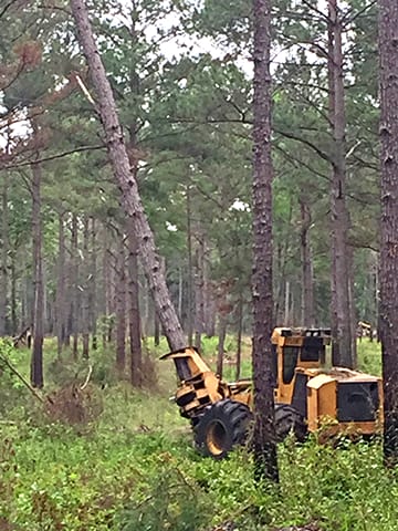 Removing Pine-April 2017