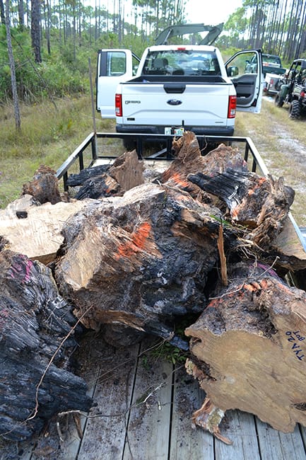 Stumps loaded for home 