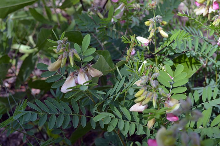 Tephrosia Virginiana - negative response to disturbance