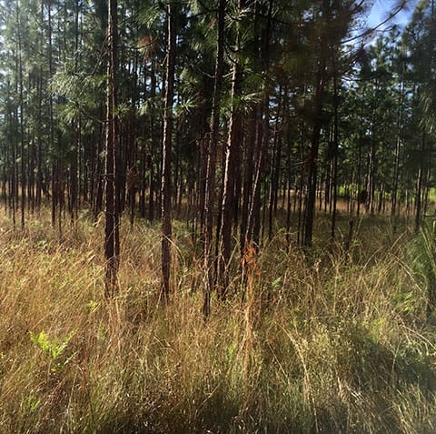 Longleaf pine stand