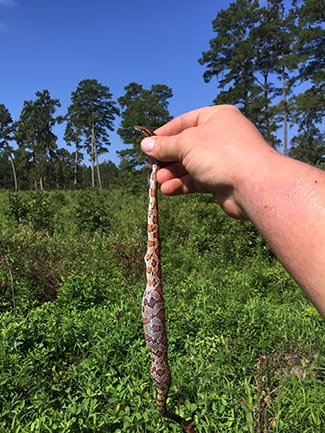 Holding red rat snake