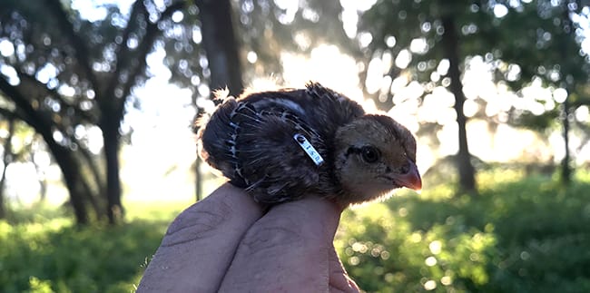 Tagged chick