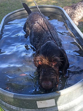 Gerti cools off after hunt