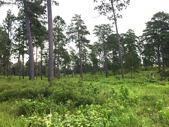 Gully_Aug after thinning