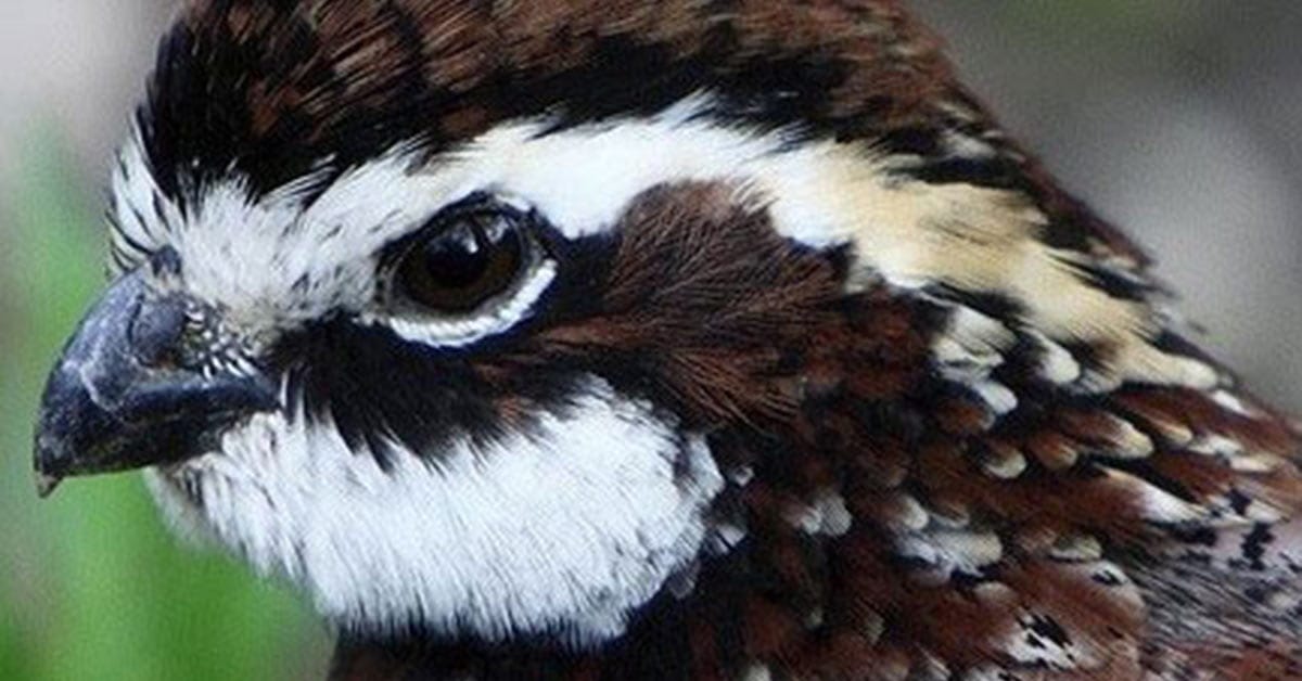 Good Bobwhite Carryover Sets the Stage for a Productive Breeding Season