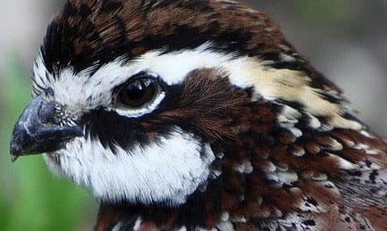 Bobwhite male
