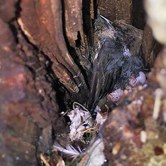 Nuthatch crime