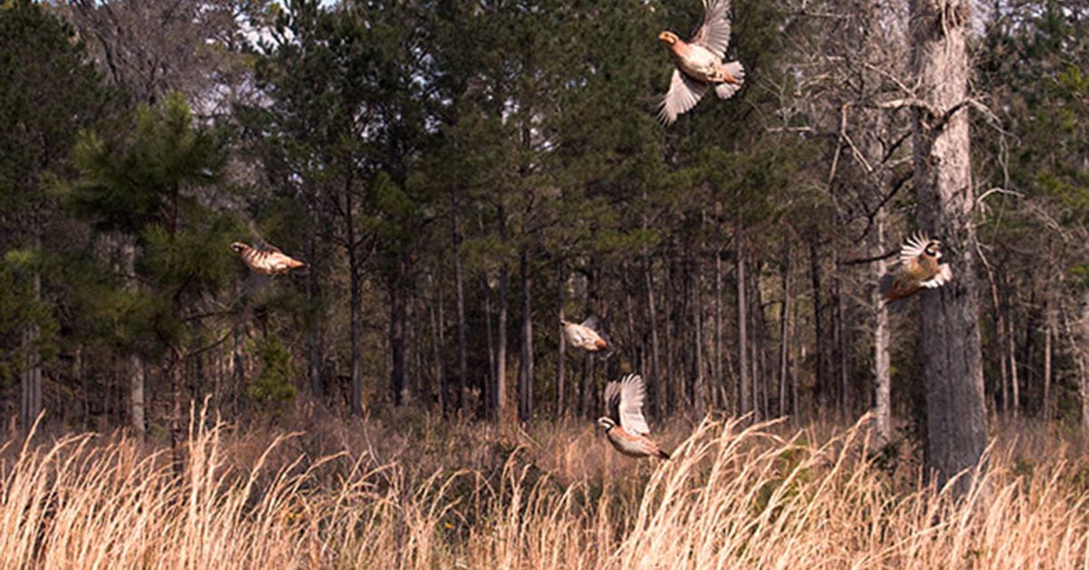 Winter weather impacts hunt success, covey movement, and bobwhite survival