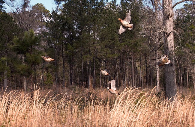 Quail Flush. Photo by Dale Spartas Quail Flush