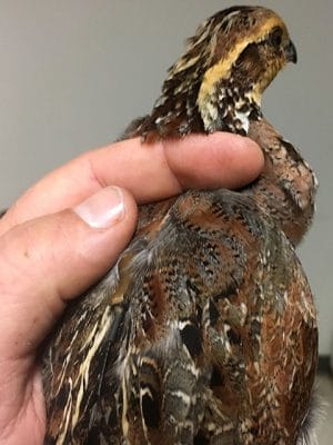 Radio-tagged quail