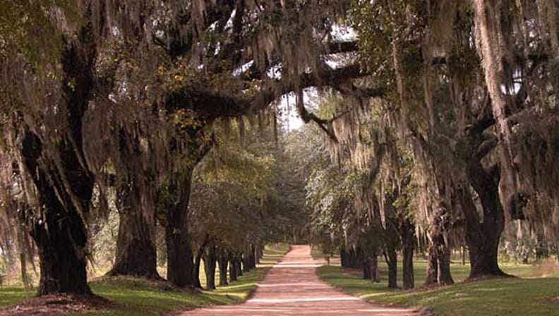 Canopy Road