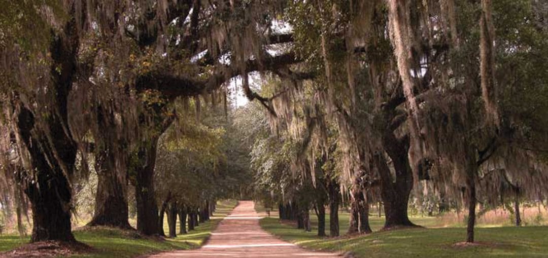 Canopy Road