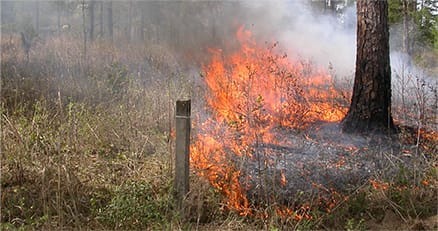  Burning a Stoddard Plot