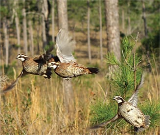 Quail Flying
