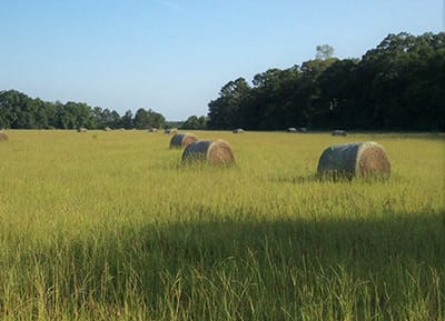 Hay Bales