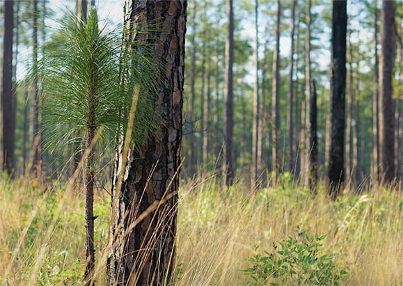 Pine Trees