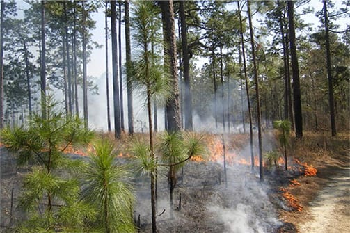 Prescribed Burning