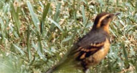 Bird